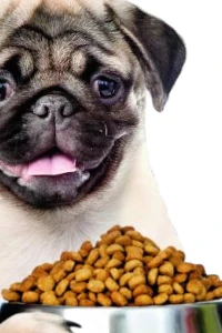 Comida para Mascotas